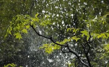 写春雨的作文600字优秀作文6篇