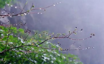 雨的主题活动方案模板5篇