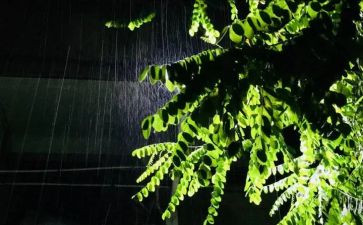 雨中的我作文通用8篇