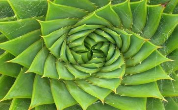种植物小学作文优质7篇