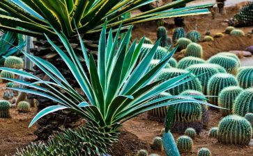 植物角教学反思5篇