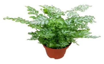 种植物小学作文通用7篇