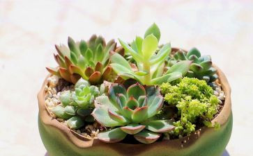 植物的根教学反思5篇