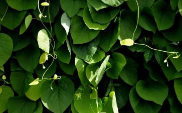 植物的作文200字8篇