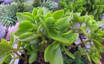 我的植物作文300字7篇