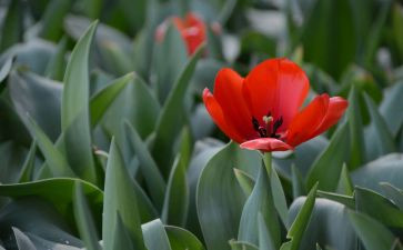 植物角教学反思通用5篇
