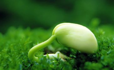 安的种子教案最新7篇