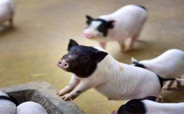 幼儿园拖小猪教案7篇