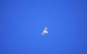 爱是自由的作文最新8篇